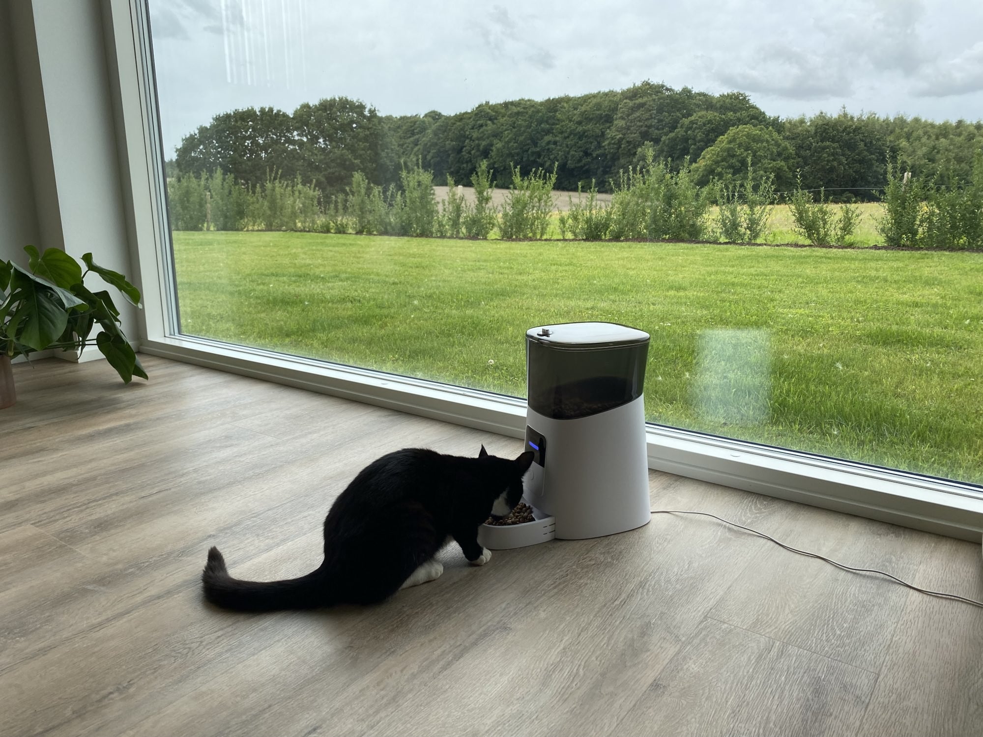 Foderautomat til katte og mindre hunde - kat sidder og spiser fra automaten
