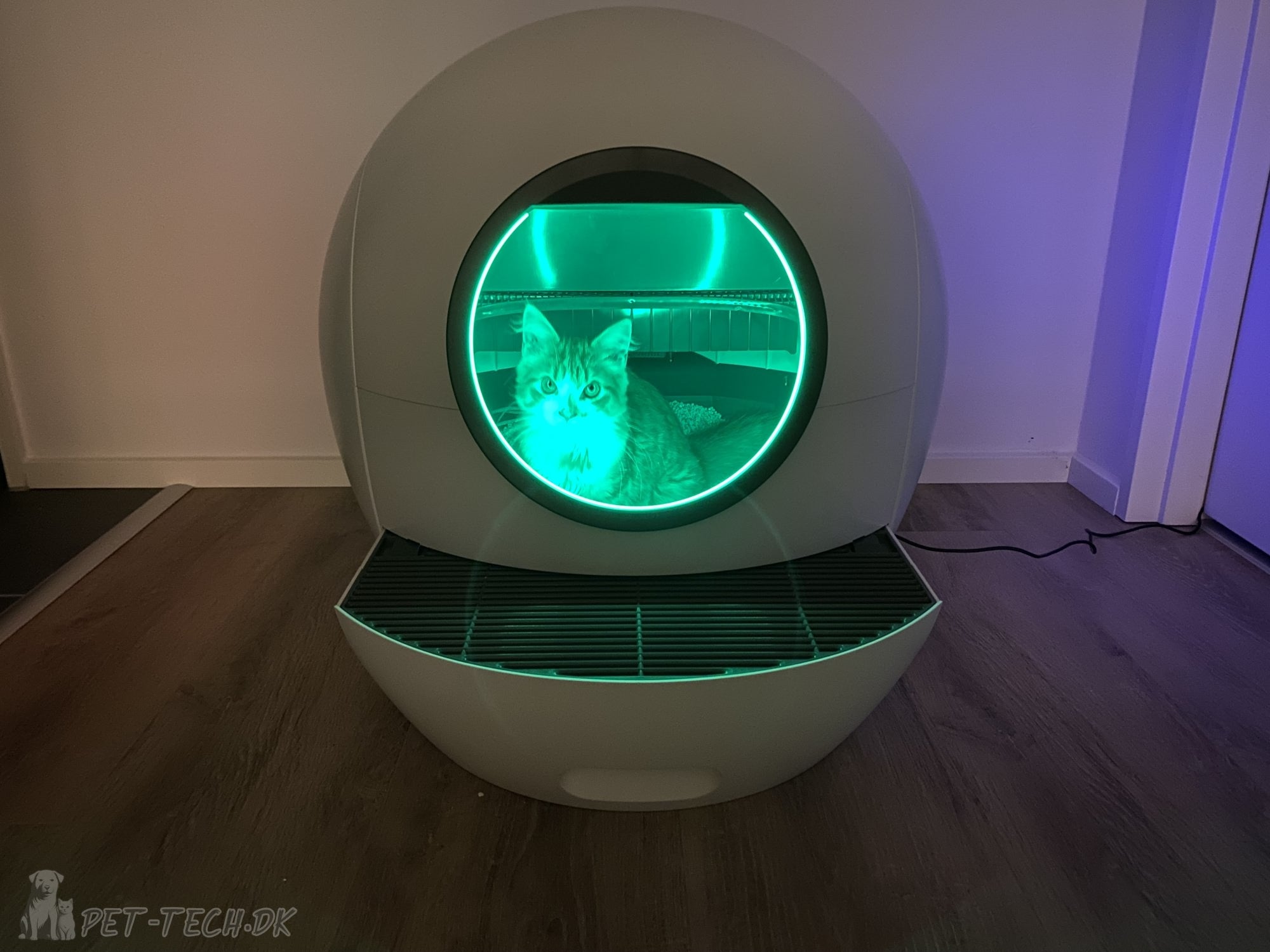 Stor Selvrensende Kattebakke