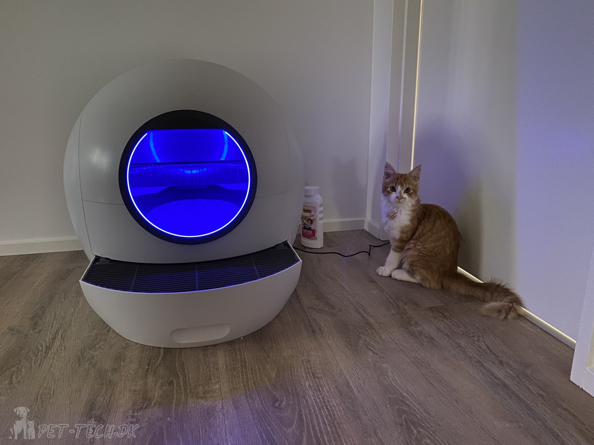 Stor Selvrensende Kattebakke