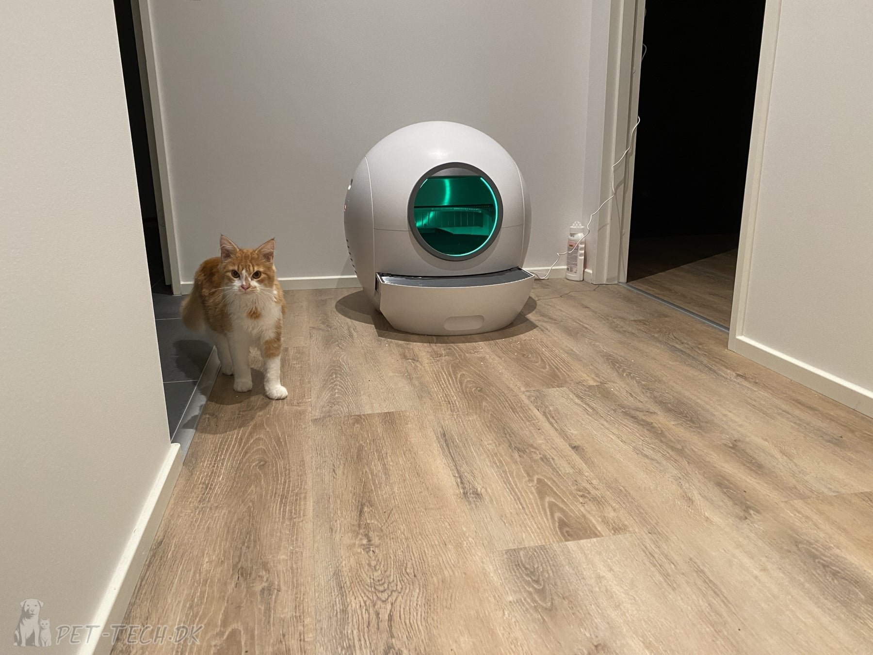 Stor Selvrensende Kattebakke