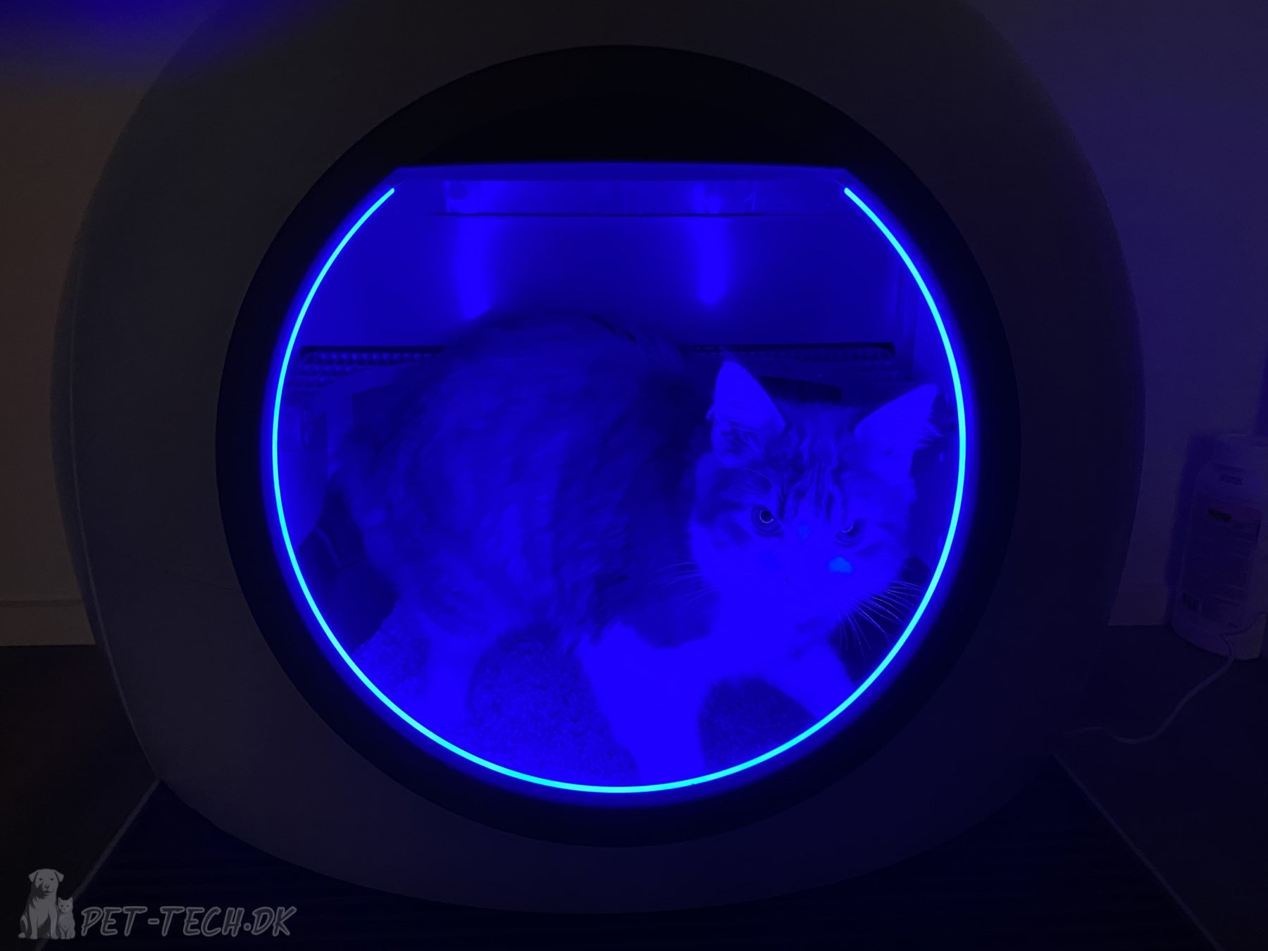 Stor Selvrensende Kattebakke