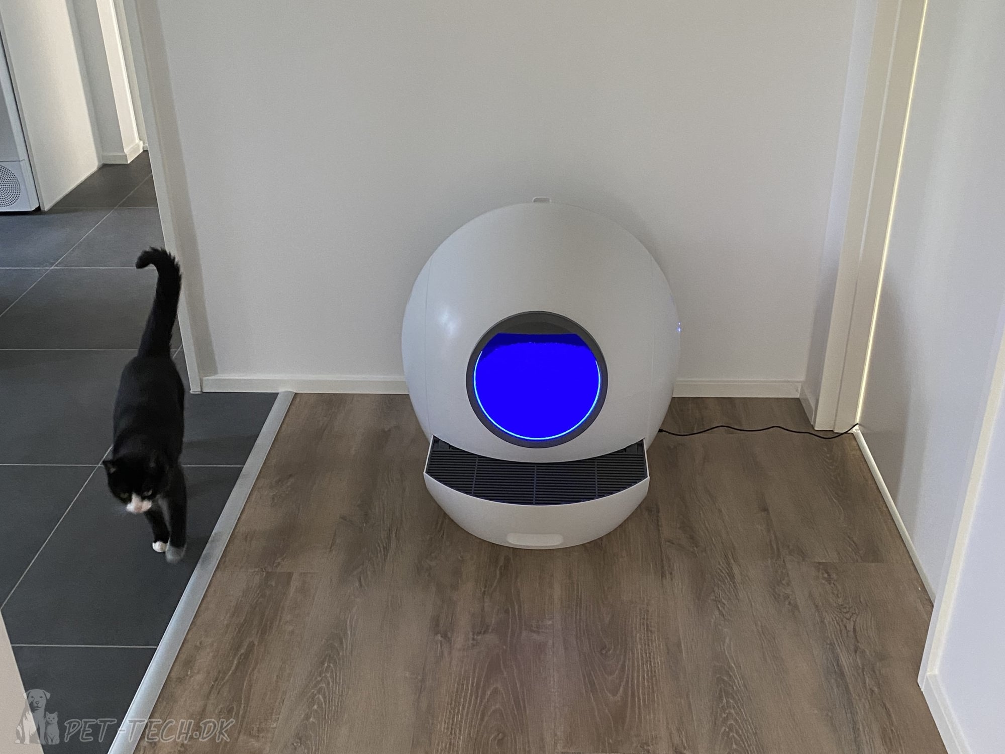 Stor Selvrensende Kattebakke