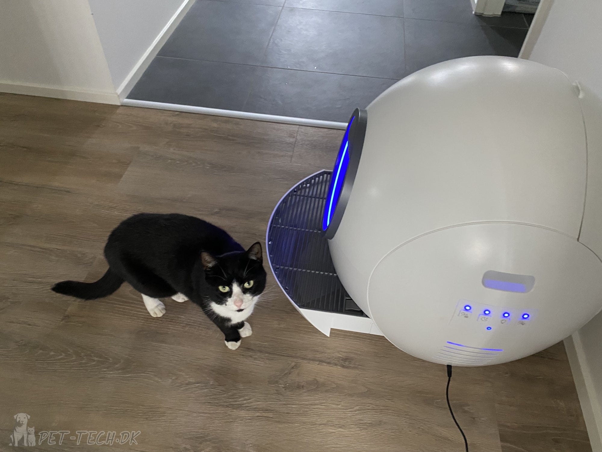 Stor Selvrensende Kattebakke