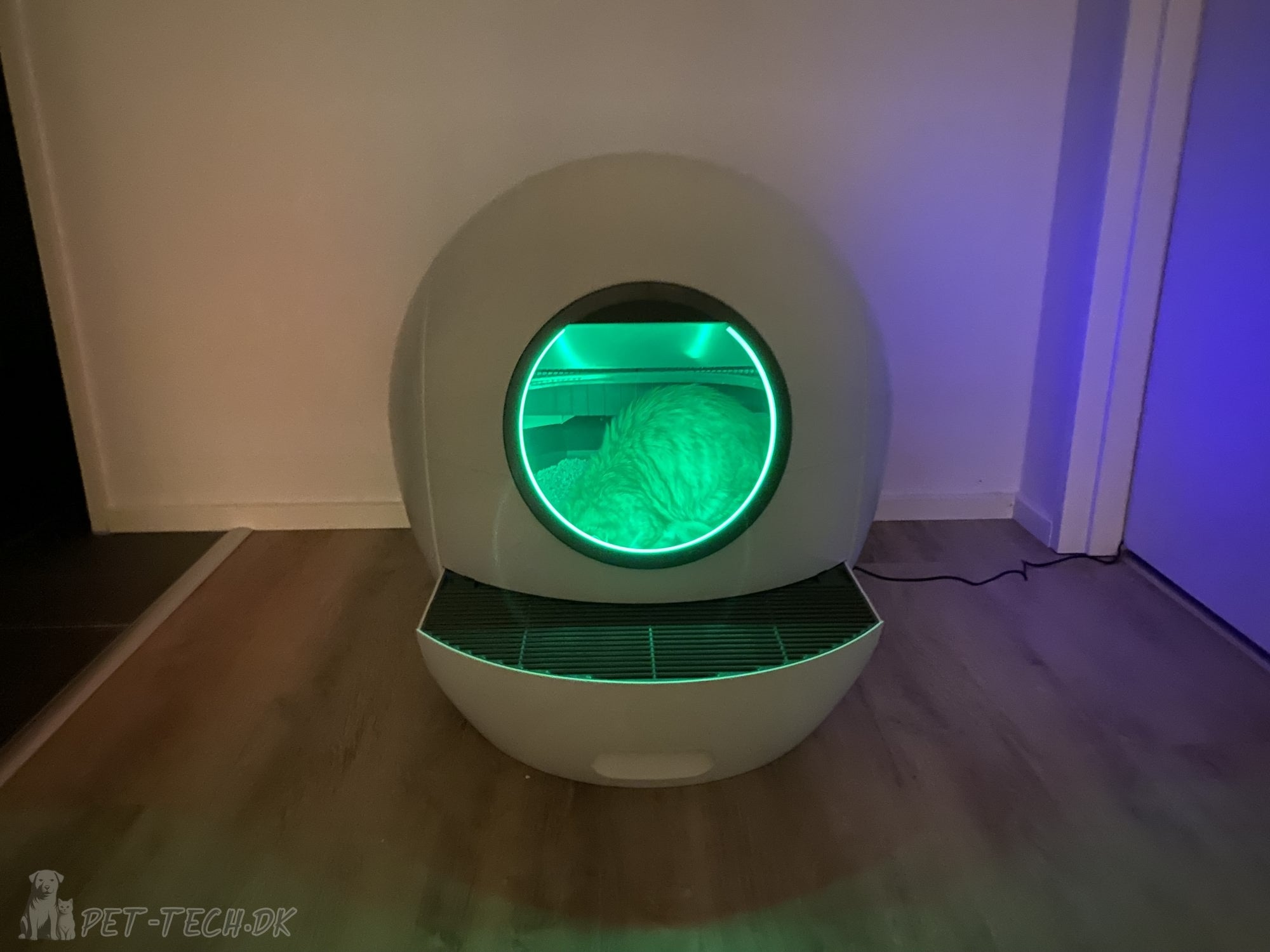 Stor Selvrensende Kattebakke