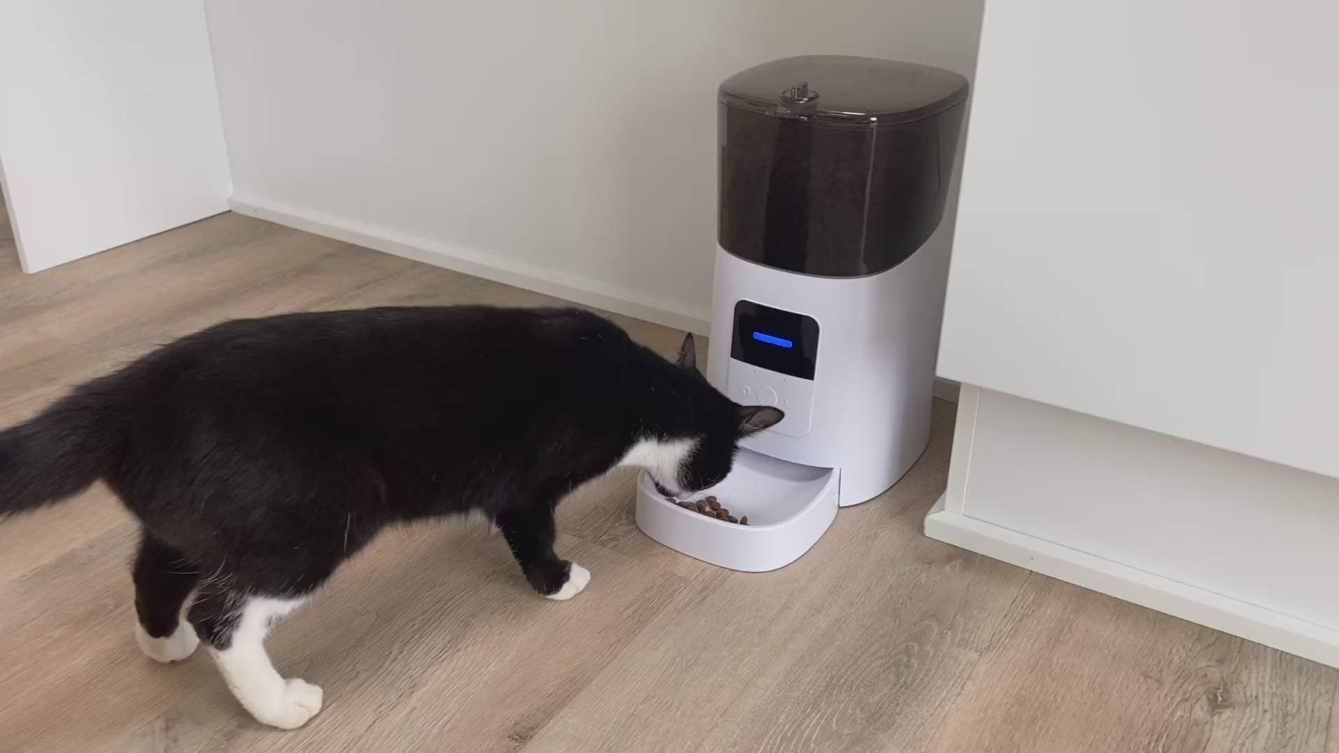 Luksus Foderautomat til Katte og Hunde - katten spiser mad