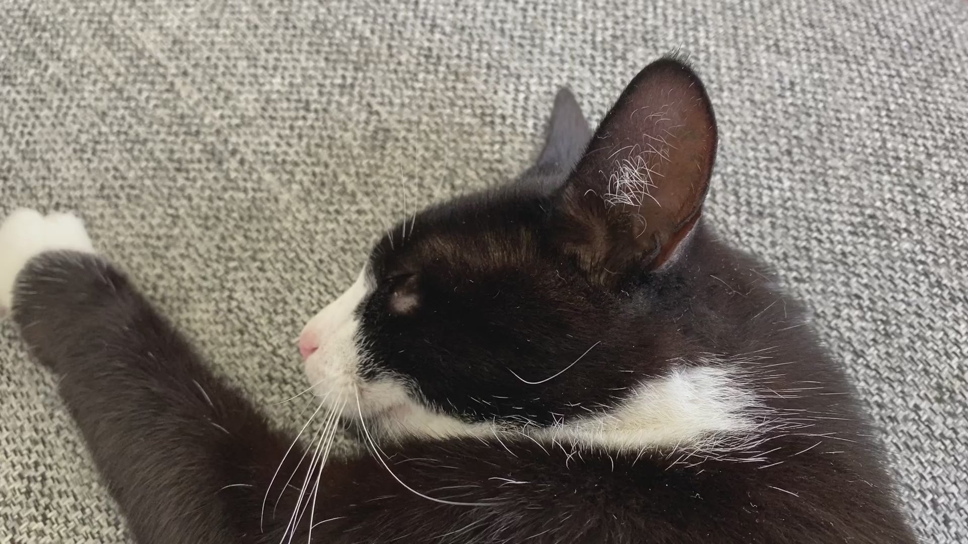 Katten Susan får skøn massage med det smarte elektriske massage apparat til katte og hunde
