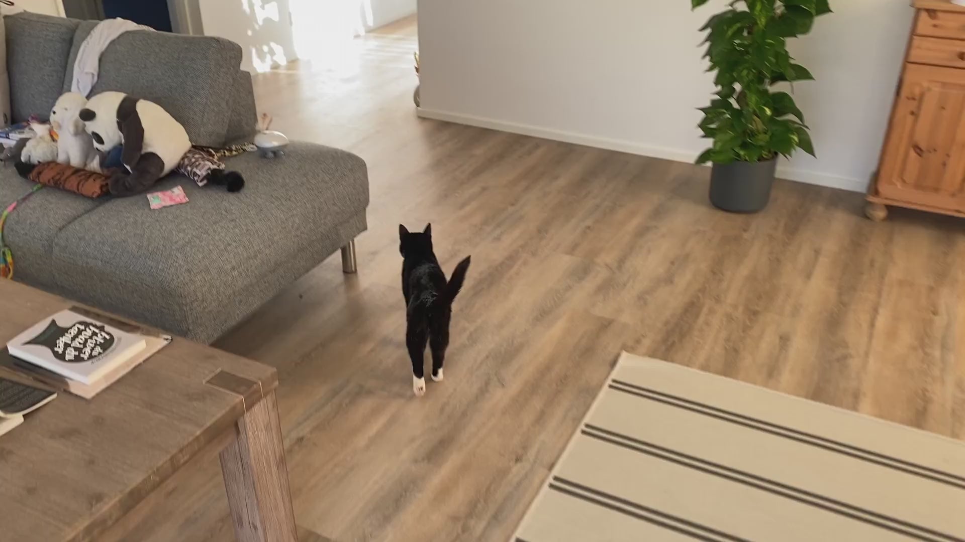 Foderautomat til katte og mindre hunde - automaten kalder på katten Susan