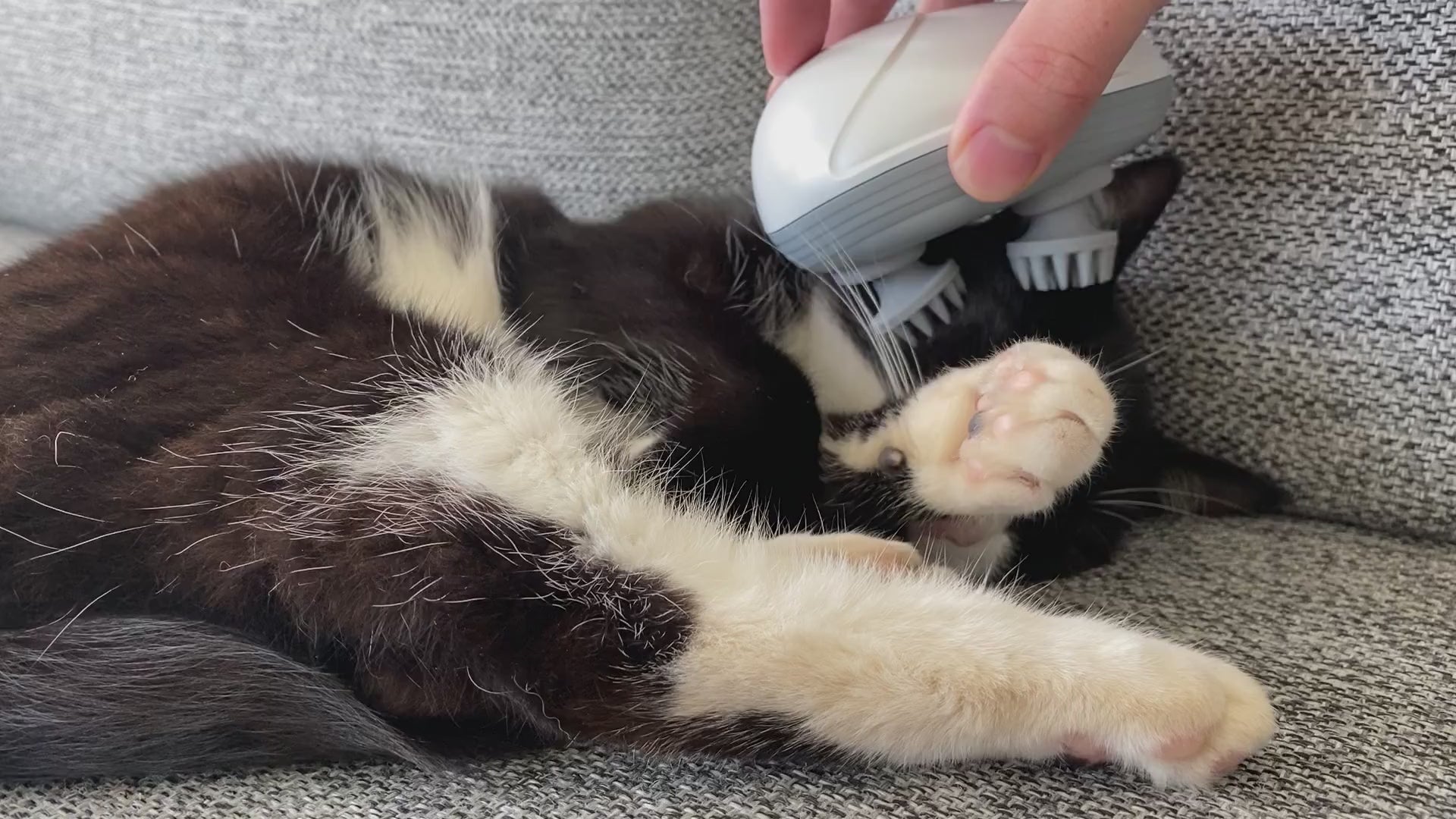 Katten Susan får skøn massage med det smarte elektriske massage apparat til katte og hunde