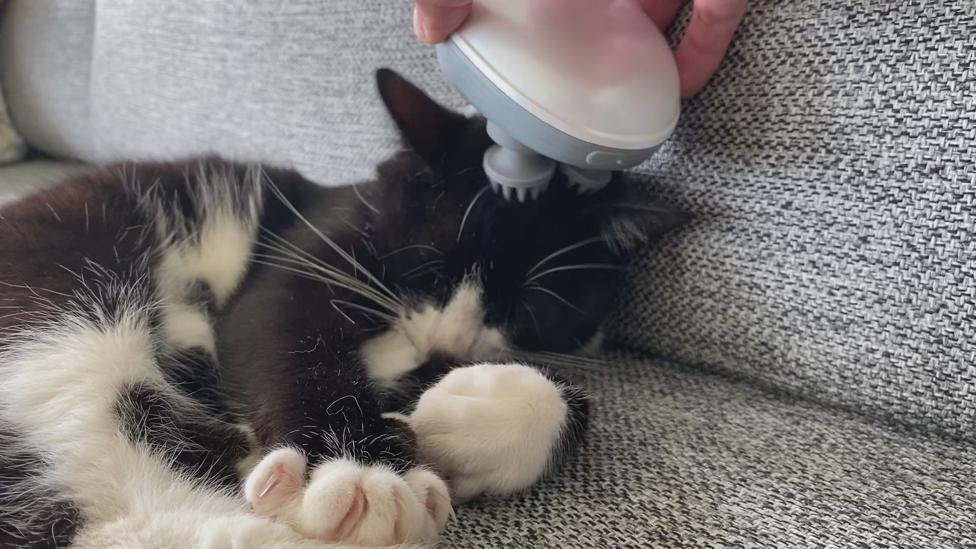 Katten Susan får skøn massage med det smarte elektriske massage apparat til katte og hunde