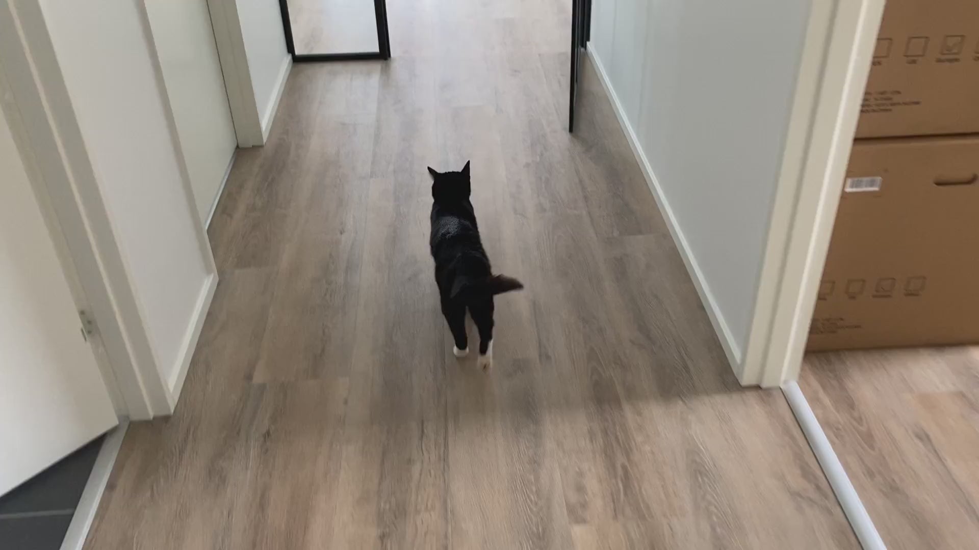 Foderautomat med app til katte og mindre hunde - automaten kalder på katten