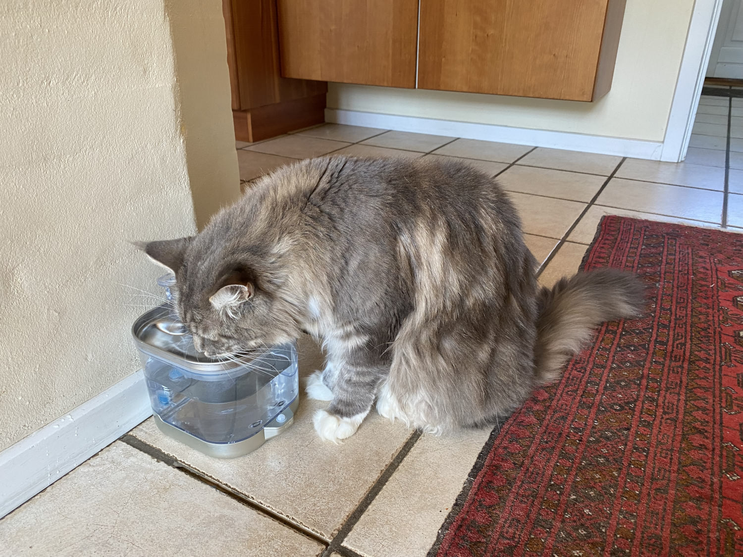 Drikkefontæne - kat drikker vand
