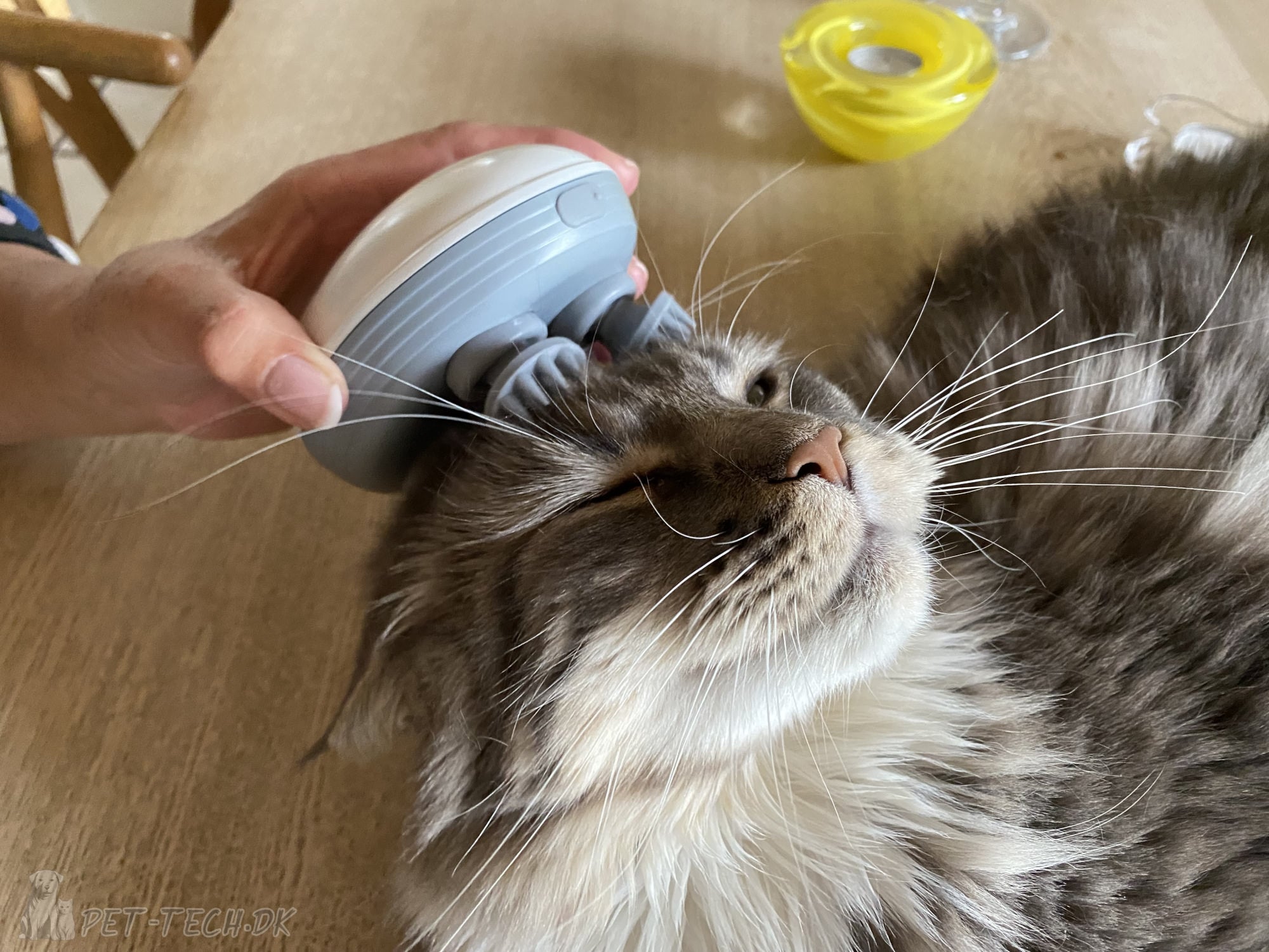 Kat får massage af massageapparat