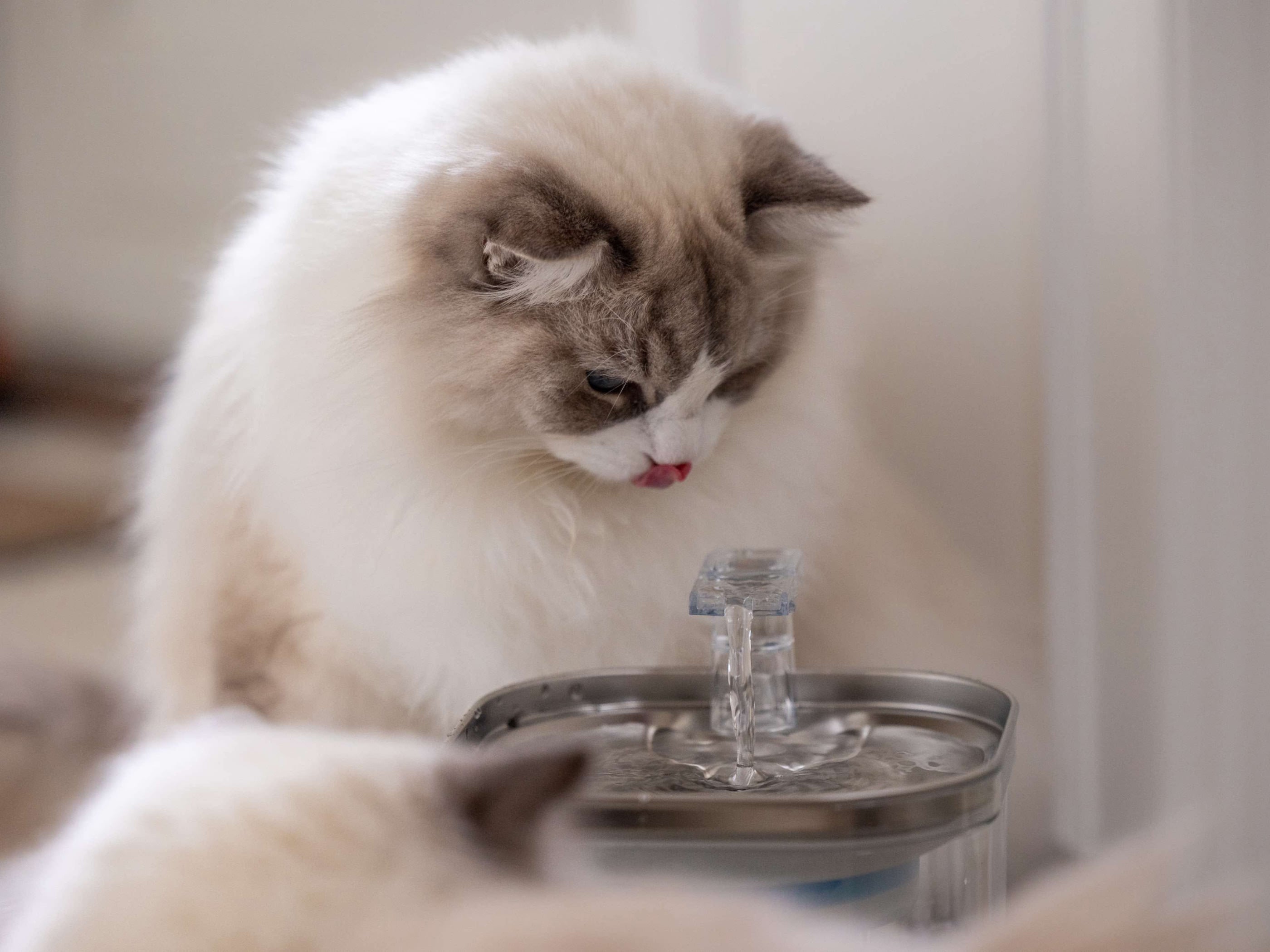 Katte drikker fra drikkefontæne