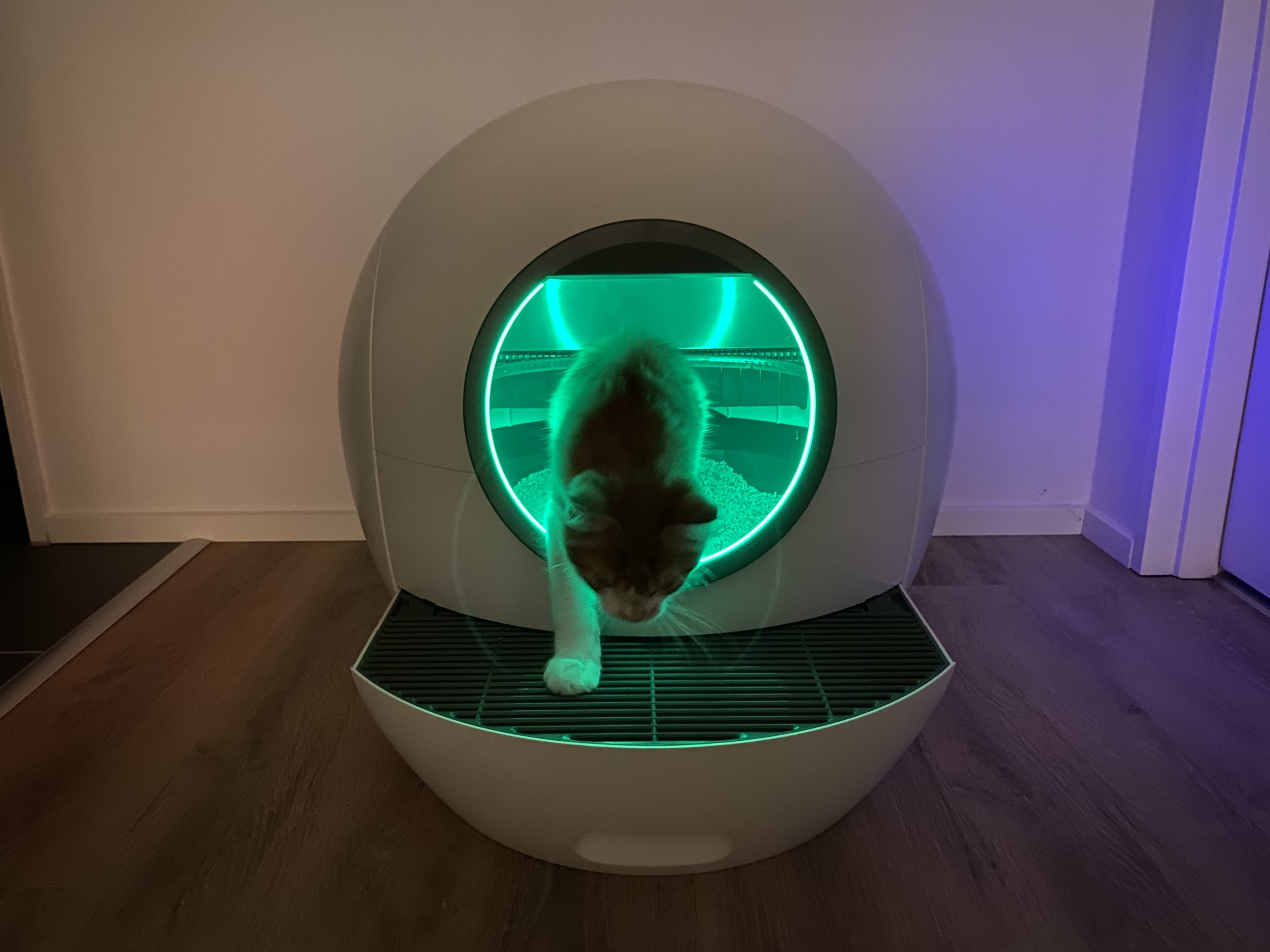 Selvrensende kattebakke - kat går ud