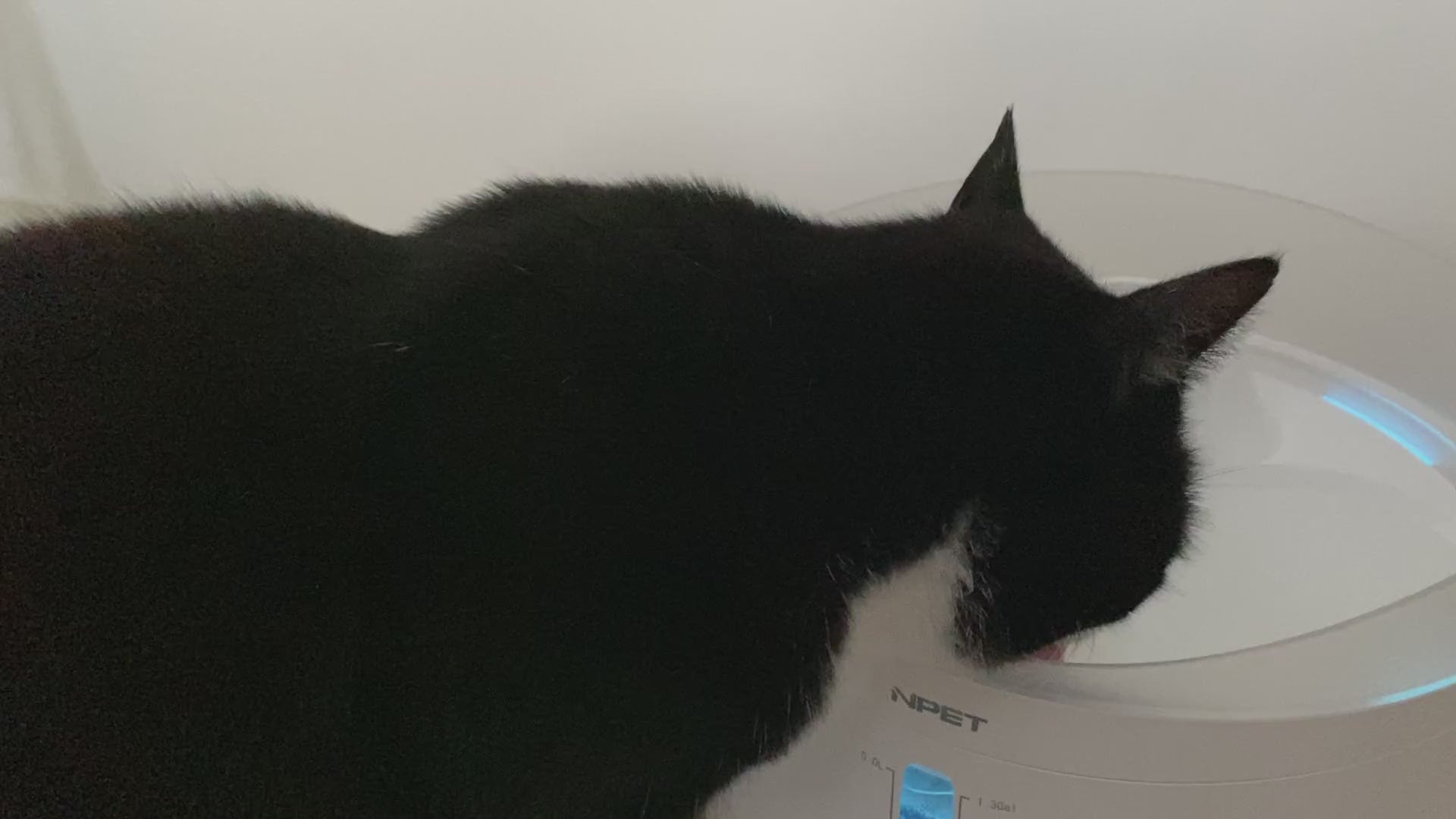 Stor flot 5 liter drikkefontæne til katte og hunde med lys og anti-splash visir