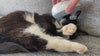 Katten Susan får skøn massage med det smarte elektriske massage apparat til katte og hunde