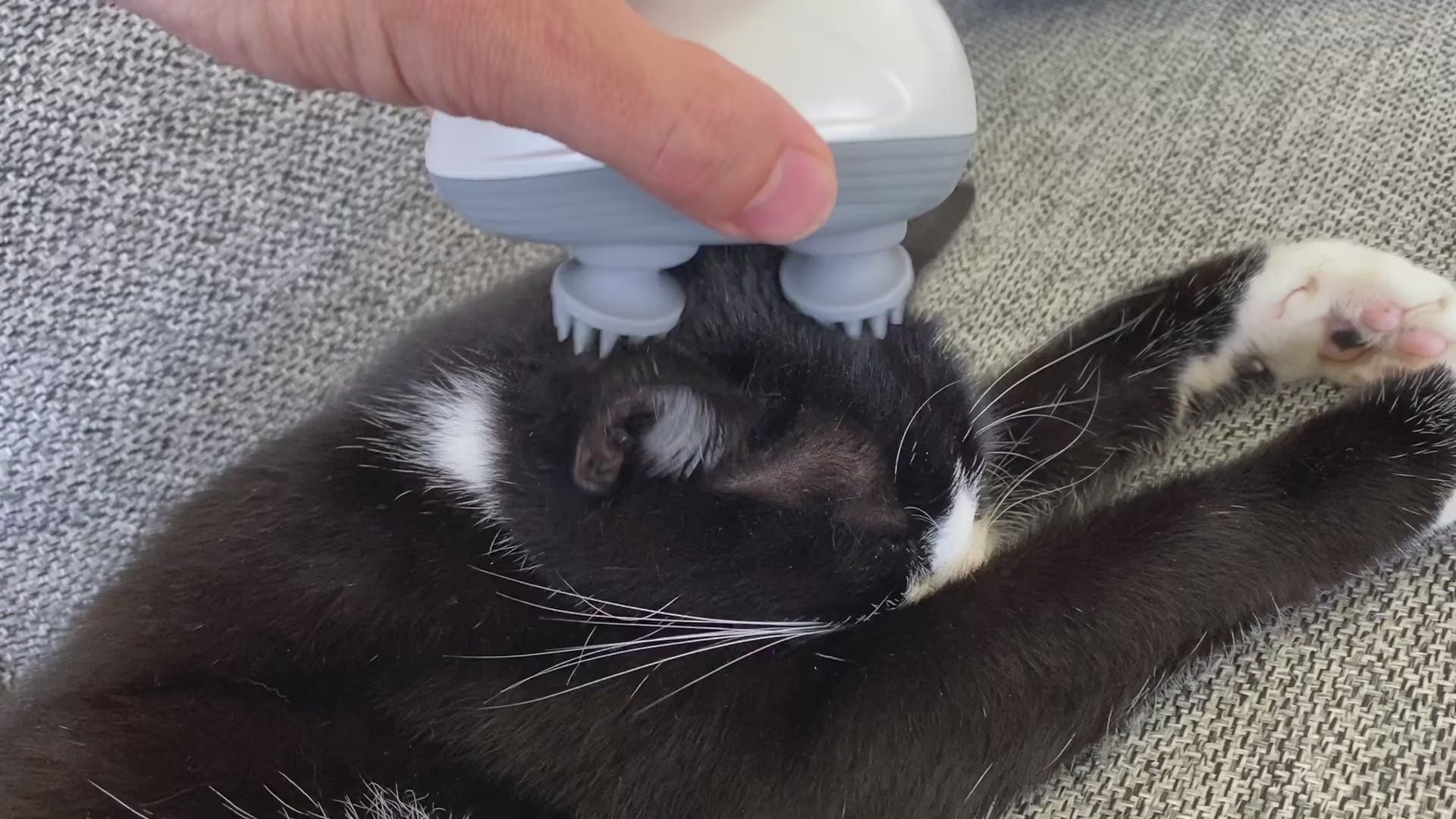 Katten Susan får skøn massage med det smarte elektriske massage apparat til katte og hunde